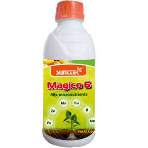 Magico 6
